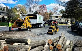 Tree and Shrub Care in Prairieville, LA